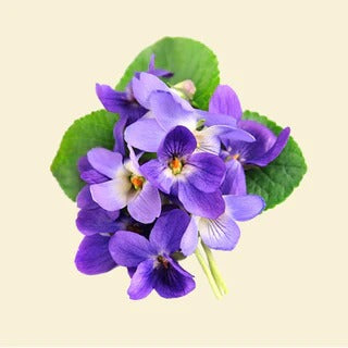 Violet Leaf